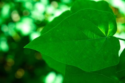 Paulownia tomentosa - pavlonie plstnatá - list